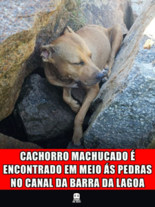 CACHORRO MACHUCADO É ENCONTRADO EM MEIO ÁS PEDRAS NO CANAL DA BARRA DA LAGOA