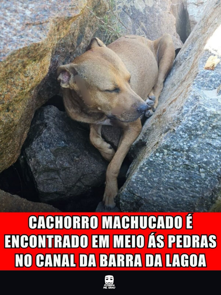 CACHORRO MACHUCADO É ENCONTRADO EM MEIO ÁS PEDRAS NO CANAL DA BARRA DA LAGOA
