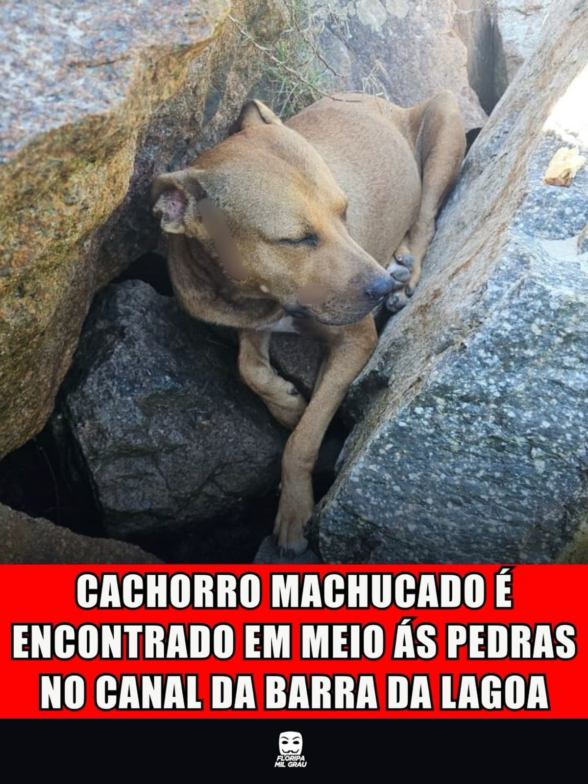 CACHORRO MACHUCADO É ENCONTRADO EM MEIO ÁS PEDRAS NO CANAL DA BARRA DA LAGOA