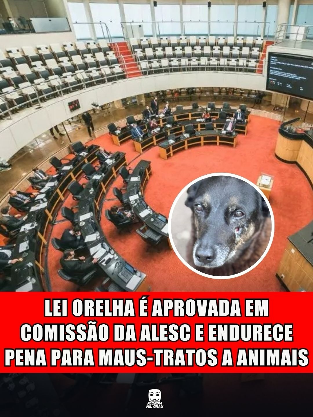 LEI ORELHA É APROVADA EM COMISSÃO DA ALESC E ENDURECE PENA PARA MAUS-TRATOS A ANIMAIS