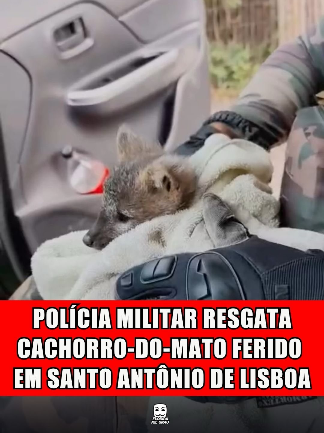 POLÍCIA MILITAR RESGATA CACHORRO-DO-MATO FERIDO EM SANTO ANTÔNIO DE LISBOA