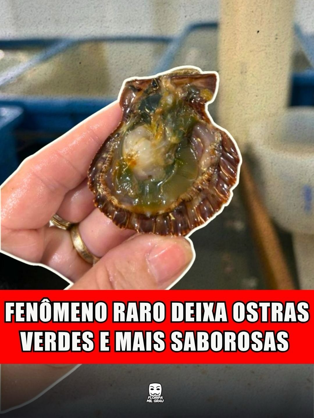 FENÔMENO RARO DEIXA OSTRAS VERDES E MAIS SABOROSAS