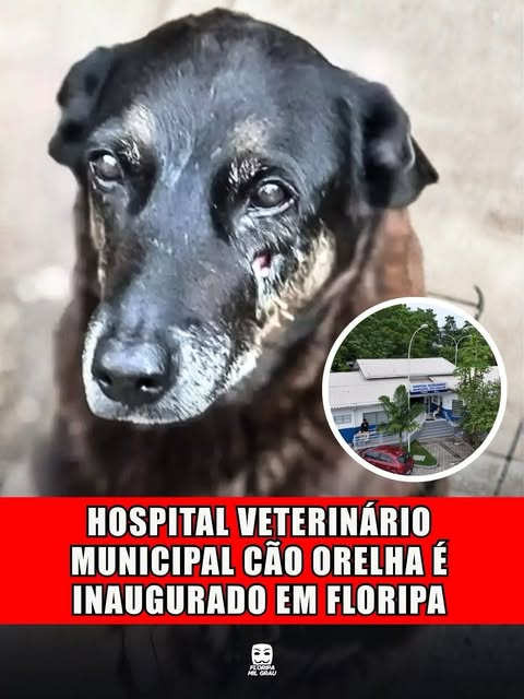 HOSPITAL VETERINÁRIO MUNICIPAL CÃO ORELHA É INAUGURADO EM FLORIPA