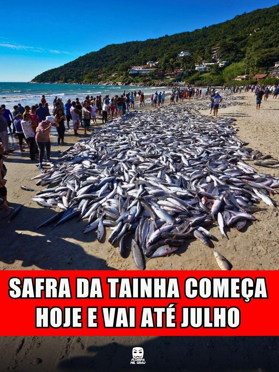 SAFRA DA TAINHA COMEÇA HOJE E VAI ATÉ JULHO