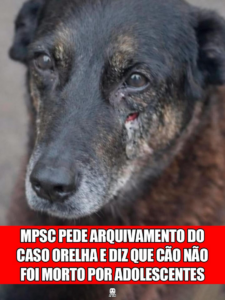 MPSC PEDE ARQUIVAMENTO DO CASO ORELHA E DIZ QUE CÃO NÃO FOI MORTO POR ADOLESCENTES