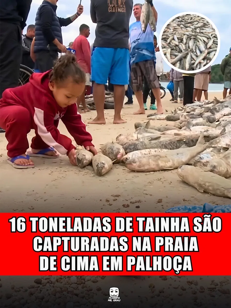 16 TONELADAS DE TAINHA SÃO CAPTURADAS NA PRAIA DE CIMA EM PALHOÇA