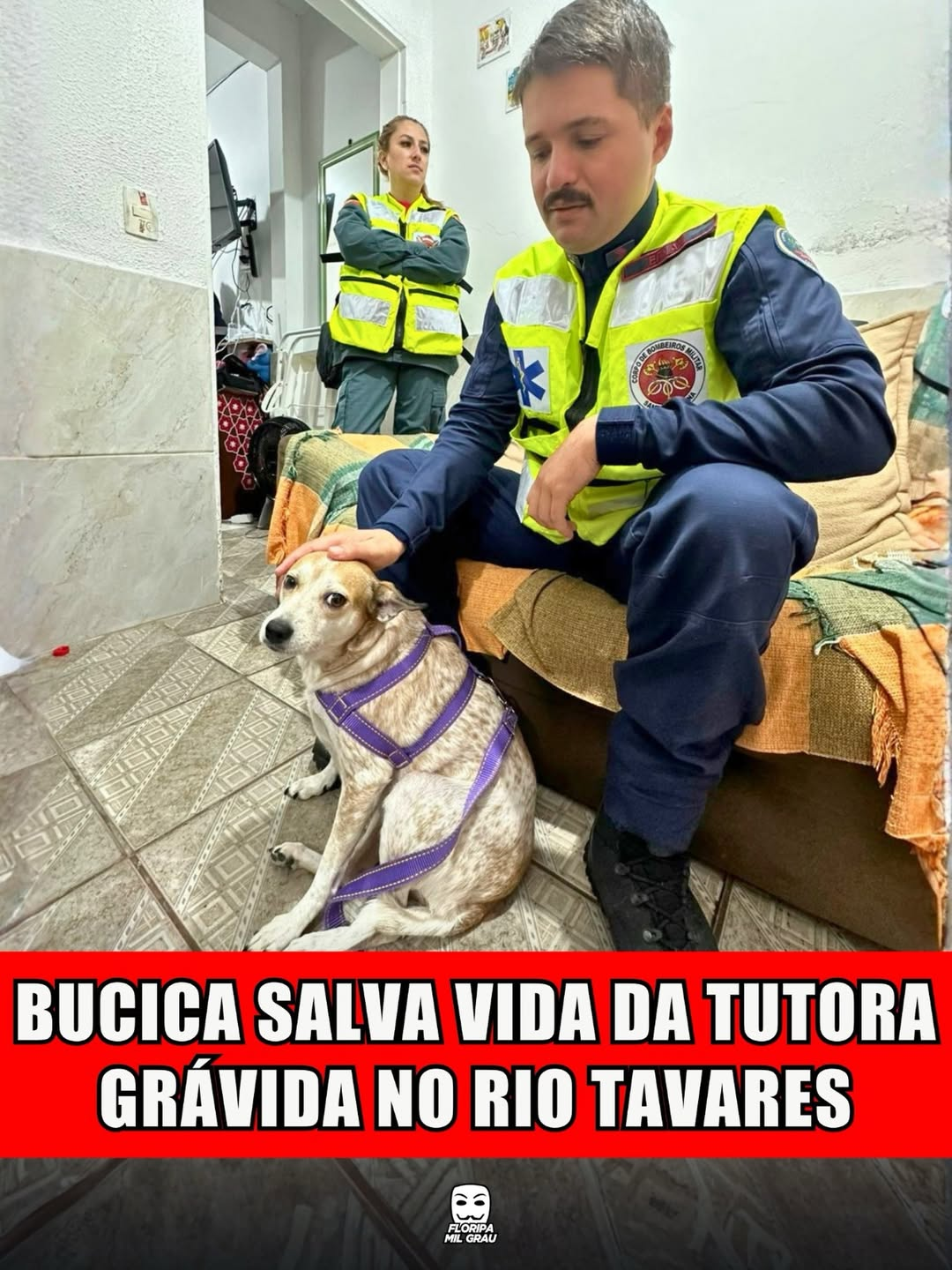 BUCICA SALVA VIDA DA TUTORA GRÁVIDA NO RIO TAVARES