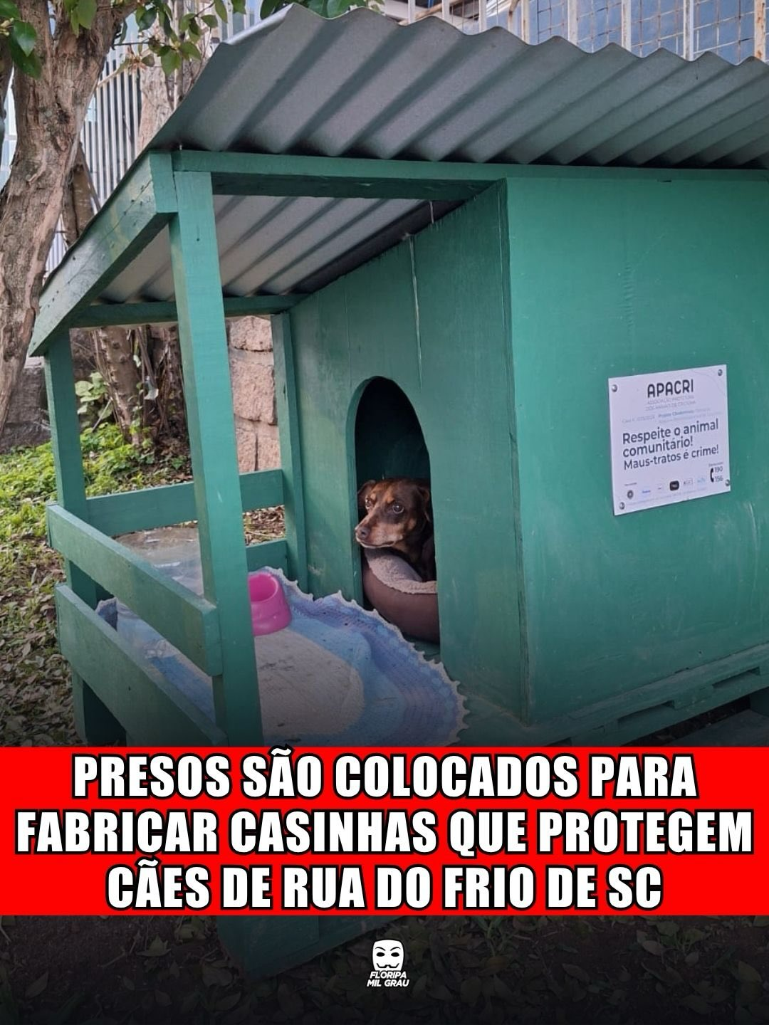 PRESOS SÃO COLOCADOS PARA FABRICAR CASINHAS QUE PROTEGEM CÃES DE RUA DO FRIO DE SC