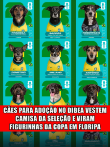 CÃES PARA ADOÇÃO NO DIBEA VESTEM CAMISA DA SELEÇÃO E VIRAM FIGURINHAS DA COPA EM FLORIPA
