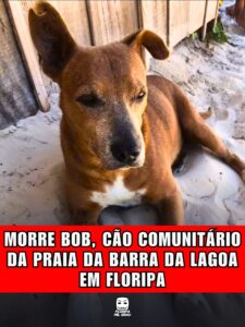 MORRE BOB, CÃO COMUNITÁRIO DA PRAIA DA BARRA DA LAGOA EM FLORIPA