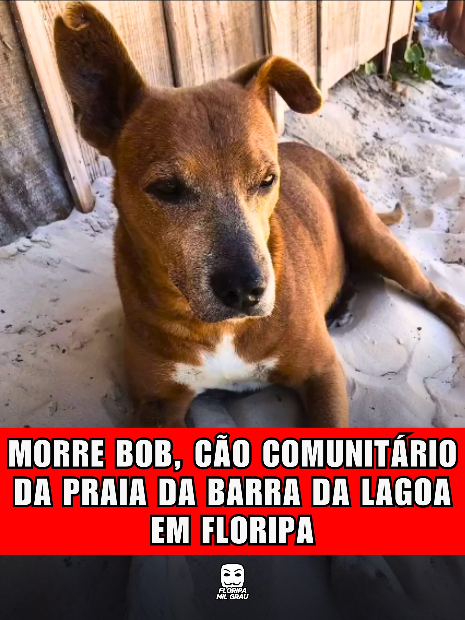 MORRE BOB, CÃO COMUNITÁRIO DA PRAIA DA BARRA DA LAGOA EM FLORIPA