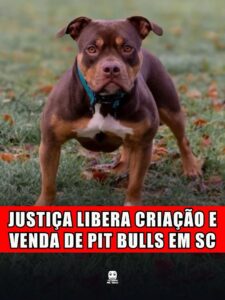 JUSTIÇA LIBERA CRIAÇÃO E VENDA DE PIT BULLS EM SC