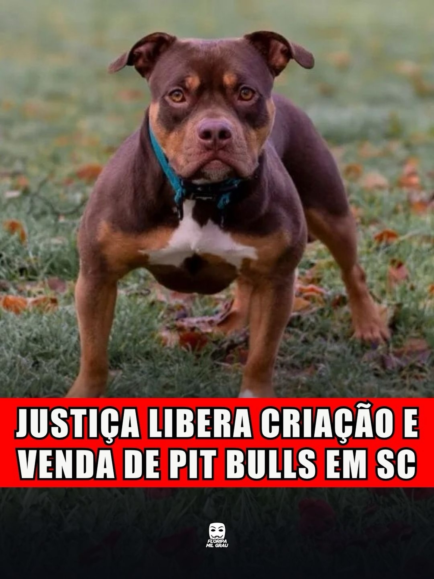 JUSTIÇA LIBERA CRIAÇÃO E VENDA DE PIT BULLS EM SC