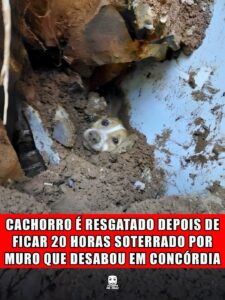 CACHORRO É RESGATADO DEPOIS DE FICAR 20 HORAS SOTERRADO POR MURO QUE DESABOU EM CONCÓRDIA
