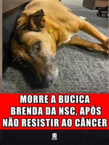 MORRE A BUCICA BRENDA DA NSC, APÓS NÃO RESISTIR AO CÂNCER