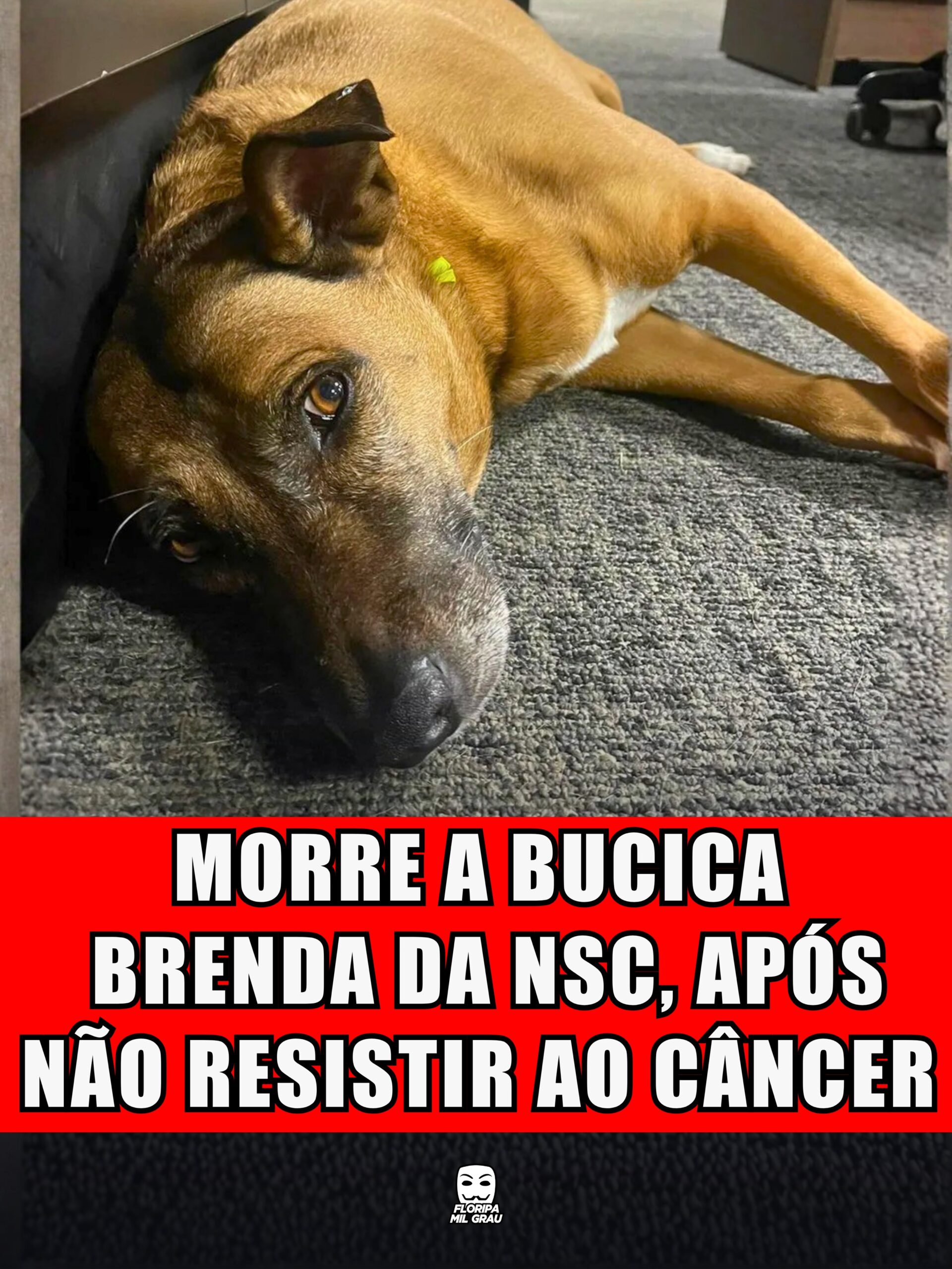 MORRE A BUCICA BRENDA DA NSC, APÓS NÃO RESISTIR AO CÂNCER