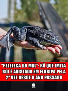 "PELELECA DO MAL": RÃ QUE IMITA BOI É AVISTADA EM FLORIPA PELA 2ª VEZ DESDE O ANO PASSADO