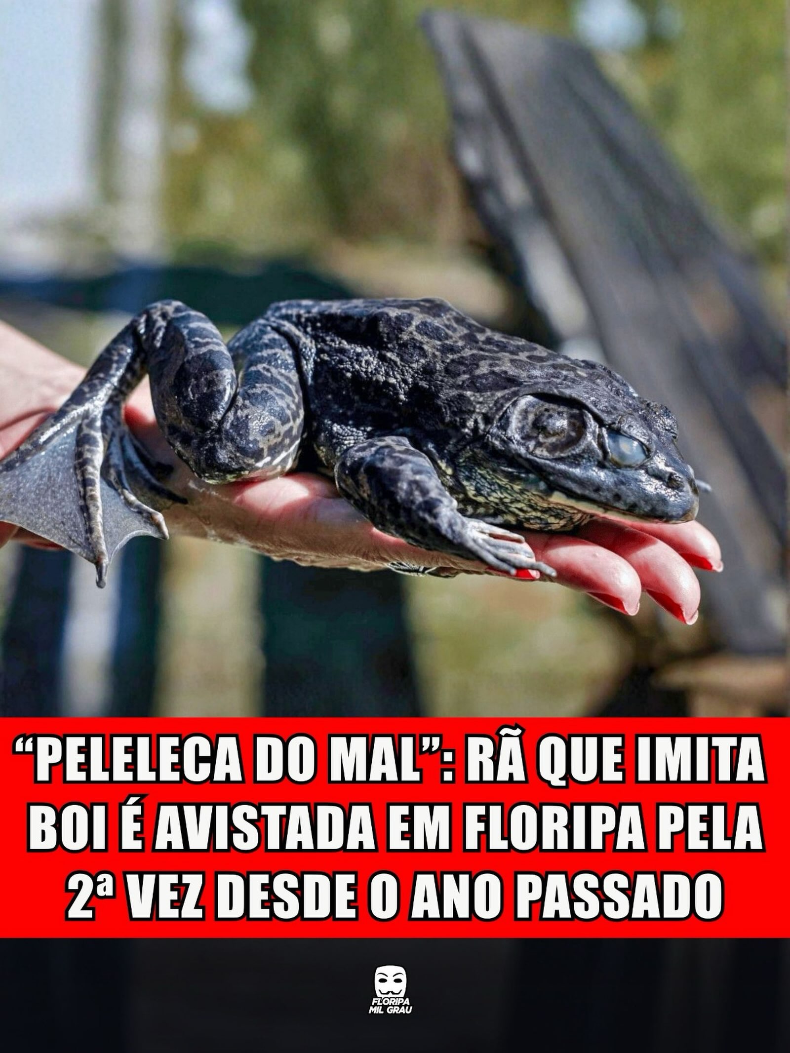 "PELELECA DO MAL": RÃ QUE IMITA BOI É AVISTADA EM FLORIPA PELA 2ª VEZ DESDE O ANO PASSADO