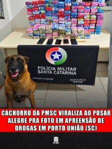CACHORRO DA PMSC VIRALIZA AO POSAR ALEGRE PRA FOTO EM APREENSÃO DE DROGAS EM PORTO UNIÃO (SC)