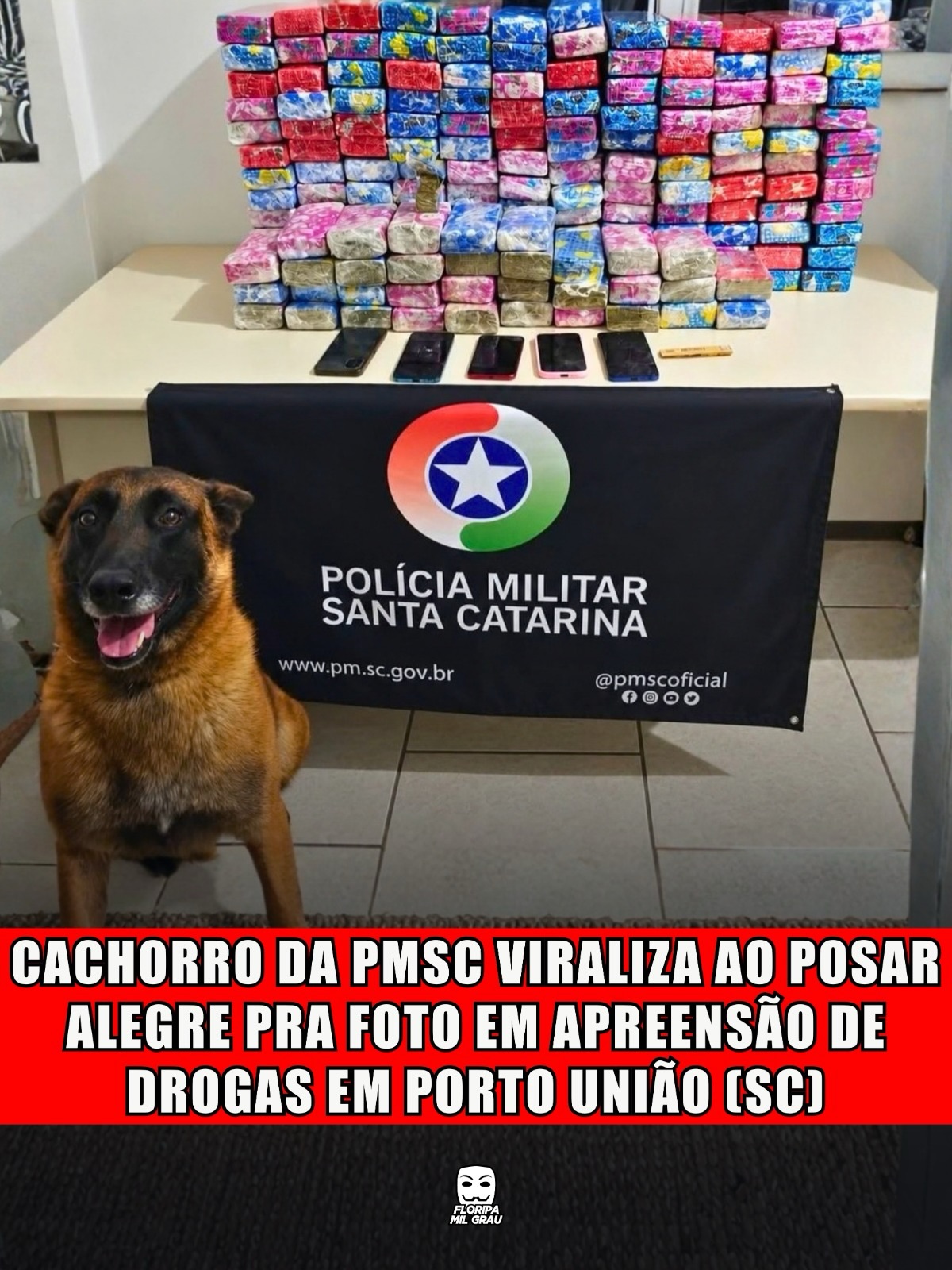 CACHORRO DA PMSC VIRALIZA AO POSAR ALEGRE PRA FOTO EM APREENSÃO DE DROGAS EM PORTO UNIÃO (SC)